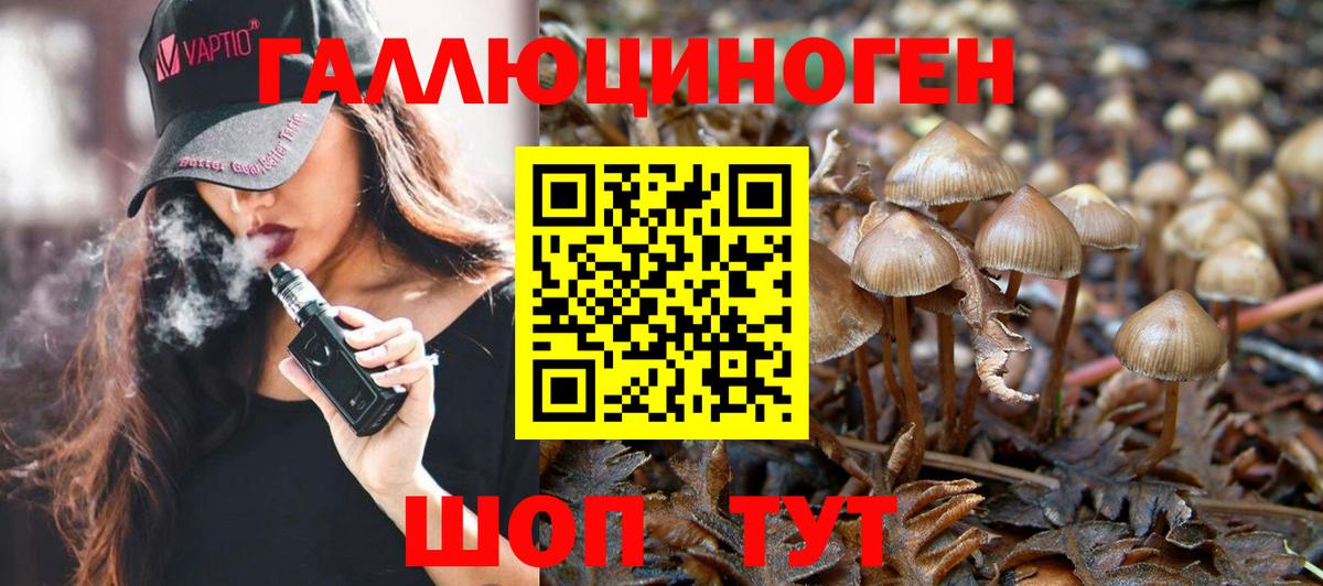 Галлюциногенные грибы Psilocybine cubensis Миллерово